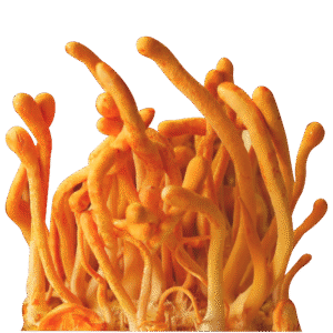 Cordyceps Dual Extract - 1oz