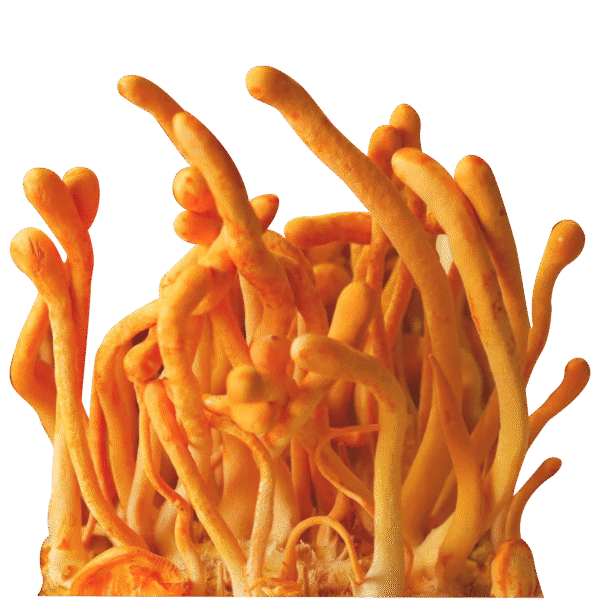 Cordyceps Dual Extract - 2oz