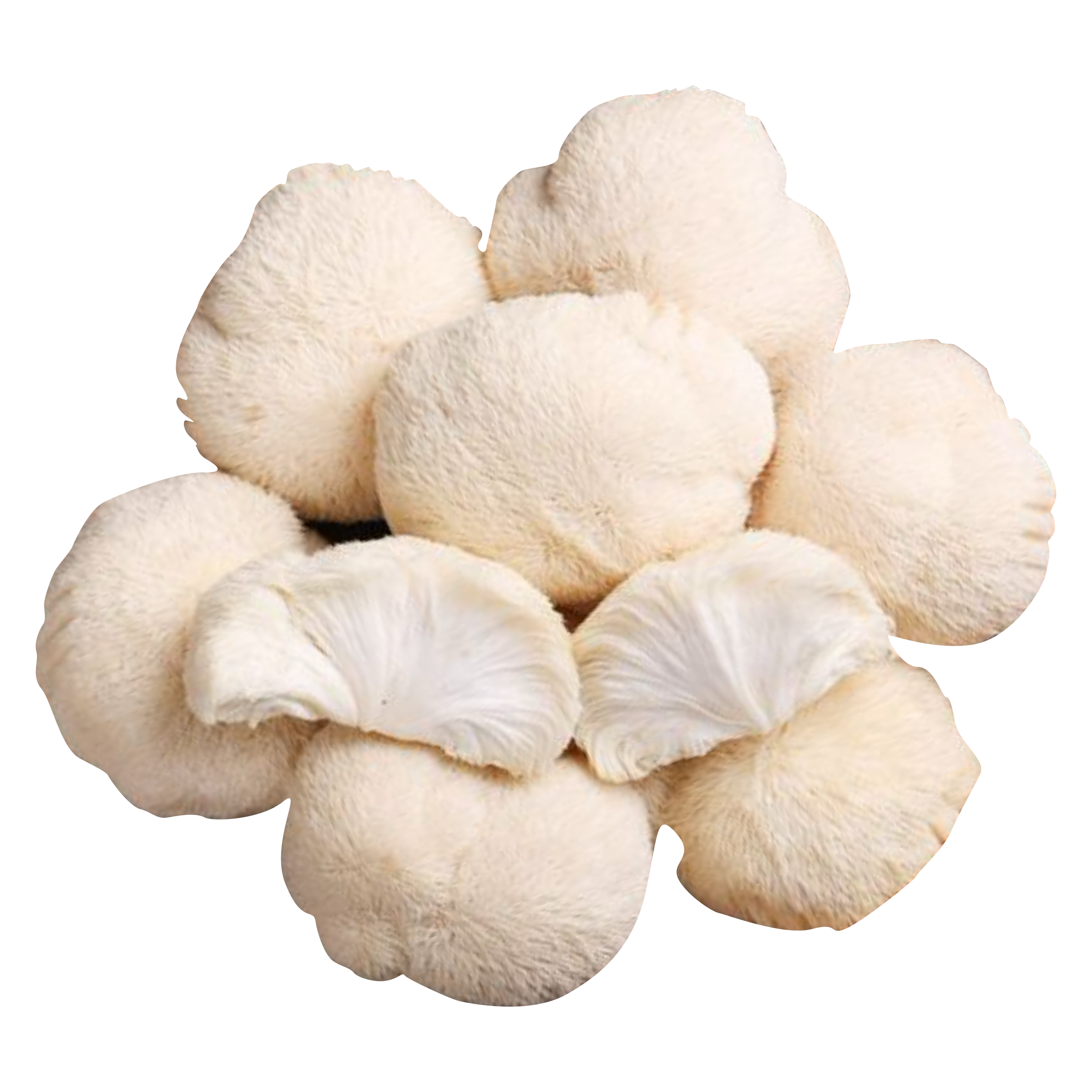 Whole Dried Lion's Mane - 1lb.