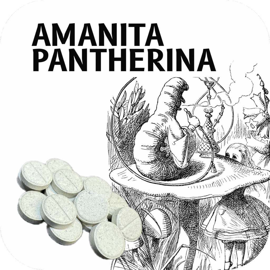 A. pantherina 50mg