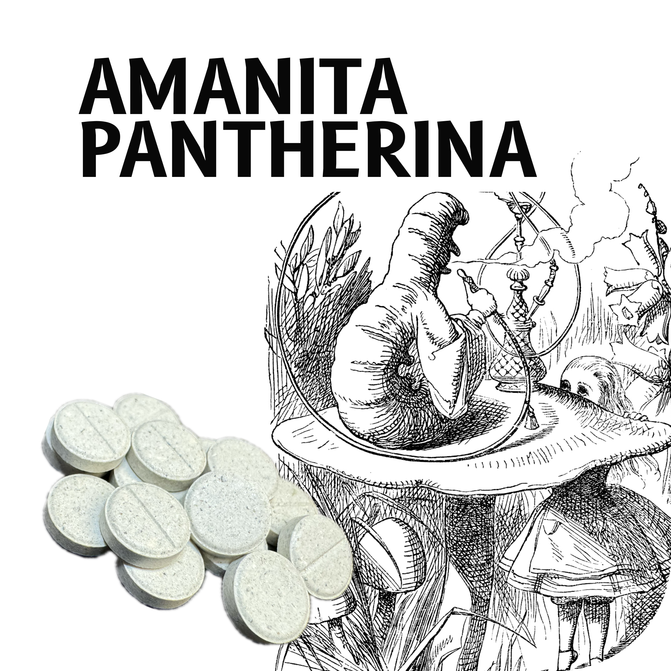 A. pantherina 50mg